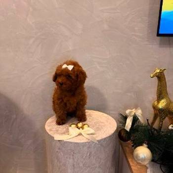 Toy pudla, žensko štene