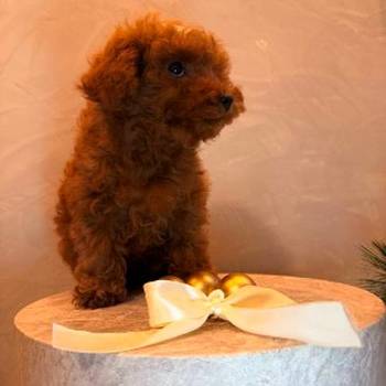 Toy pudla, žensko štene