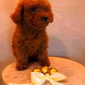 Toy pudla, žensko štene