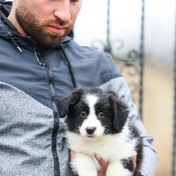 Border Collie prelepi štenci