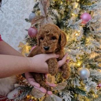 Preslatke malene toy pudle spremne za preuzimanje