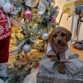 Preslatke malene toy pudle spremne za preuzimanje