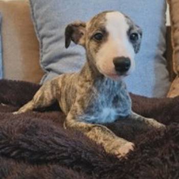 Persijski hrt saluki štenci