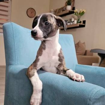 Persijski hrt saluki štenci