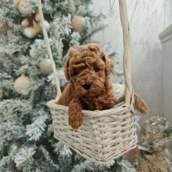 Savršene toy pudle u crvenoj boji