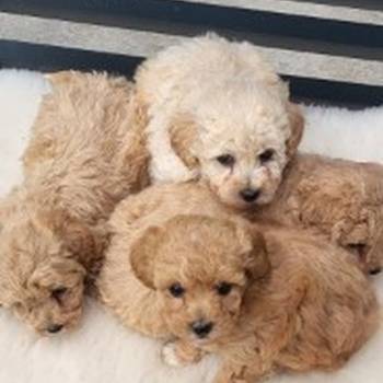 Maltipoo- bipoo
