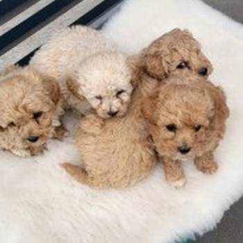 Maltipoo- bipoo
