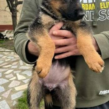 Nemački ovčar kratkodlaki, štenci