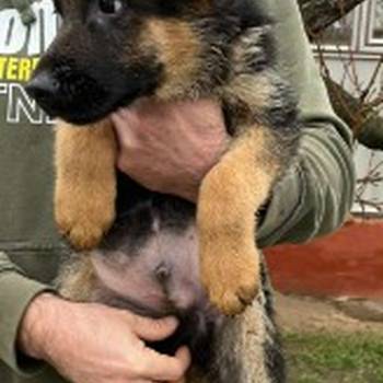 Nemački ovčar kratkodlaki, štenci