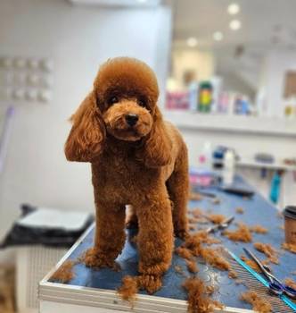 Najmanje pudle, od najlepsih roditelja