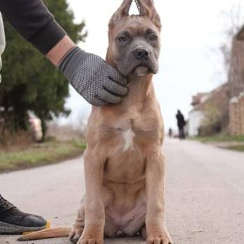 Cane Corso štenci