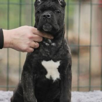 Cane Corso štenci
