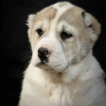 Srednjeazijski ovčar vrhunski štenci