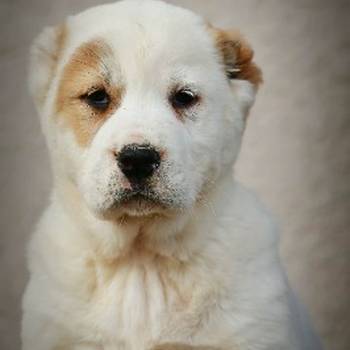 Srednjeazijski ovčar vrhunski štenci