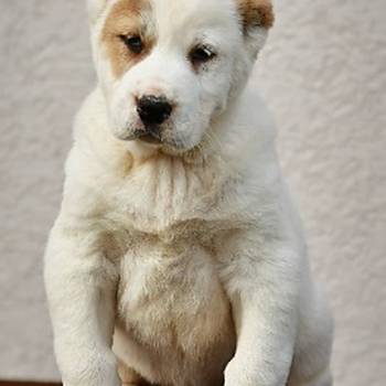 Srednjeazijski ovčar vrhunski štenci