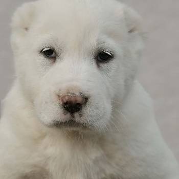 Srednjeazijski ovčar vrhunski štenci