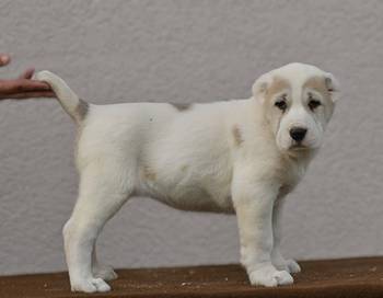 Srednjeazijski ovčar vrhunski štenci