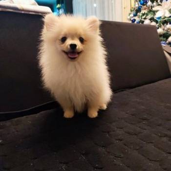 Štenci pomeranskog špica