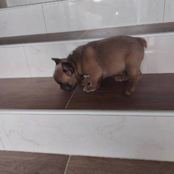 Francuski buldog muško štene