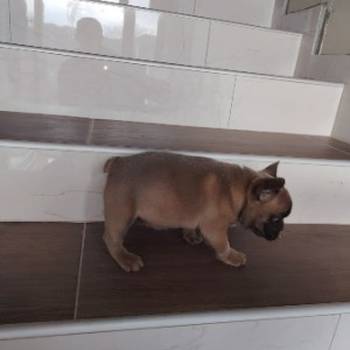 Francuski buldog muško štene