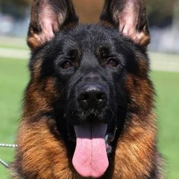 Nemački Ovčari ženska štenad