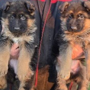 Nemački Ovčari ženska štenad