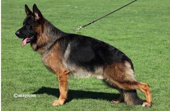 Nemački Ovčari ženska štenad