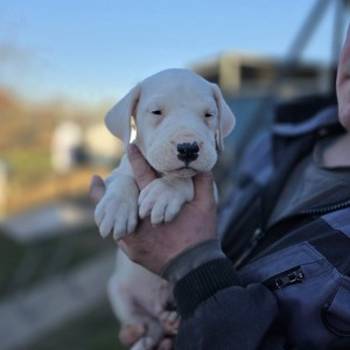 Dogo Argentino štenci