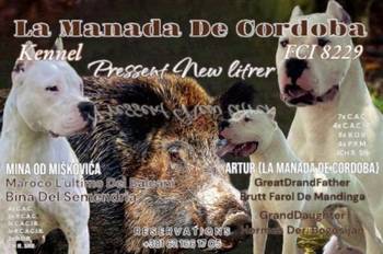 Dogo Argentino štenci