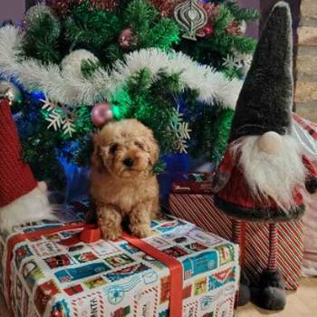 Na prodaju zenska dva steneta, patuljaste pudle, aprikot