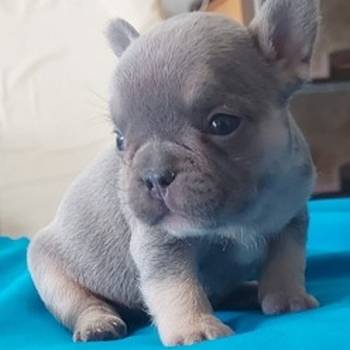 Francuski buldog štenci