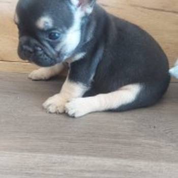 Francuski buldog štenci