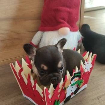 Francuski buldog štenci