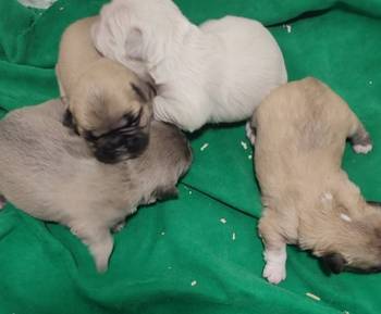 Francuski buldog štenci