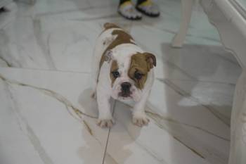 Engleski buldog, vrhunsko leglo