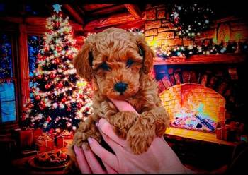 Patuljaste pudle stenci