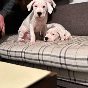 Dogo Argentino