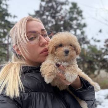 Maltipoo vrhunske genetike