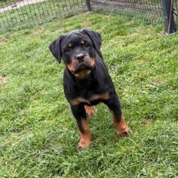 Na prodaju štenad Rottweilera vrhunskog porekla