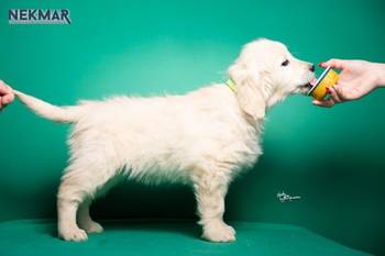 Dostupni za rezervaciju štenci Zlatnog retrivera