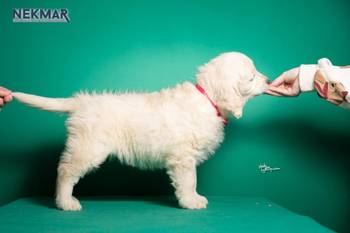 Dostupni za rezervaciju štenci Zlatnog retrivera