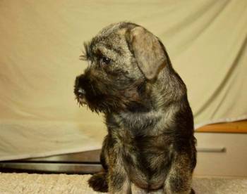 Srednji šnaucer, ženska štenad