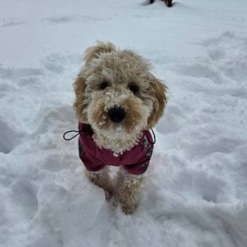 Prelep dečak apricot pudle