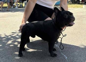 Francuski Buldog, mlad muzijak