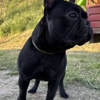 Francuski Buldog, mlad muzijak