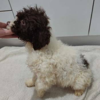 Lagoto romanjolo stenci