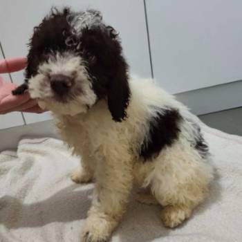 Lagoto romanjolo stenci