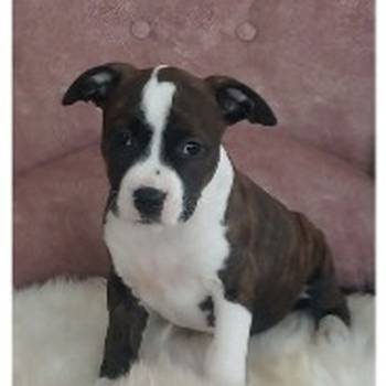 Zenke americkog staforda