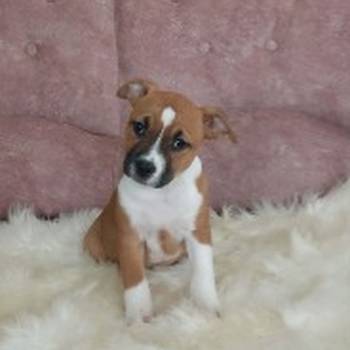 Zenke americkog staforda