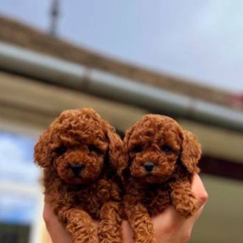 Najmanje pudle, od najlepsih roditelja u Evropi